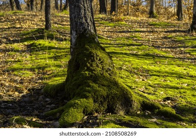 Oak Tree With Roots Covered With Green Moss. Green Mossy Tree Roots Among Fallen Leaves On Ground In Autumnal Forest. Sunlight Shining In Through The 