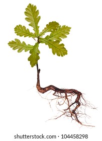 Oak Tree With Roots Isolated On A White Background