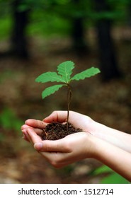 Oak Tree Sapling - Holding In Hands.