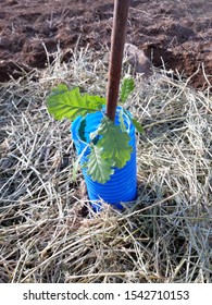 Oak Tree Sapling In Truffle Farm