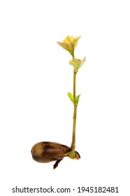 Oak Tree Saplings Recently Sprouted From Seed, Seed Still Attached Splitting Open As Roots Form. Acorn Seed With Tree Sprouting Isolated On White. 