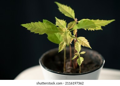 Oak Tree Seedlings In A White Pot