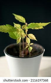 Oak Tree Seedlings In A White Pot