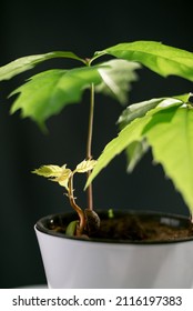 Oak Tree Seedlings In A White Pot