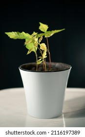 Oak Tree Seedlings In A White Pot