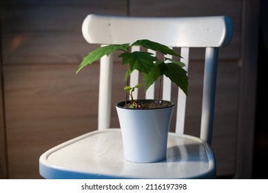 Oak Tree Seedlings In A White Pot