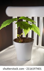 Oak Tree Seedlings In A White Pot