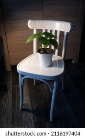 Oak Tree Seedlings In A White Pot