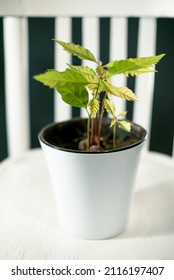 Oak Tree Seedlings In A White Pot