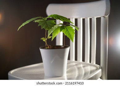 Oak Tree Seedlings In A White Pot