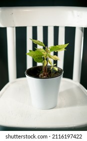 Oak Tree Seedlings In A White Pot