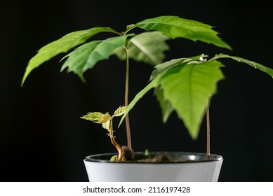 Oak Tree Seedlings In A White Pot