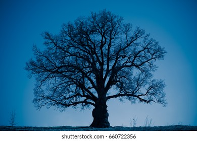 Oak Tree Silhouette At Night