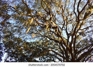 Oak tree with Spanish moss in Camp Helen State Park, Panama City Beach, Florida USA