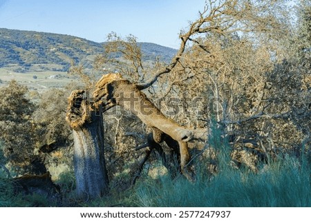 oak tree split by lightning during a thunderstorm in a green meadow with mountains in the background