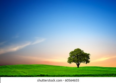 Oak tree at Sunset - Powered by Shutterstock