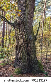 Oak Tree Trunk In Kampinos Forest In Poland