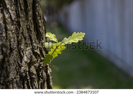 Oak tree trunk - new growth - springtime - close up