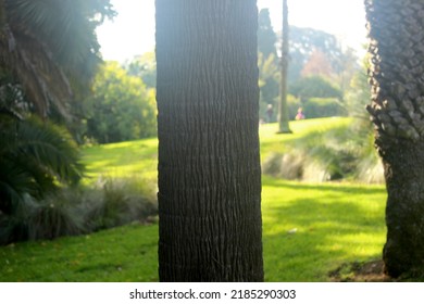 Oak Tree Trunk With Sunny, Green Garden Background. Melbourne Botanic Gardens