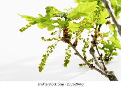 Oak Tree, Twig, Leaves And Pollen