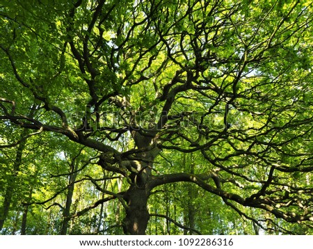 Similar – Image, Stock Photo Green Lung Colour photo