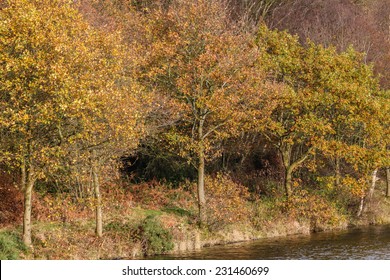 Oak Trees In Full Autumn Color At Teggs Nose Country Park On The Edge Of The Peak District, UK