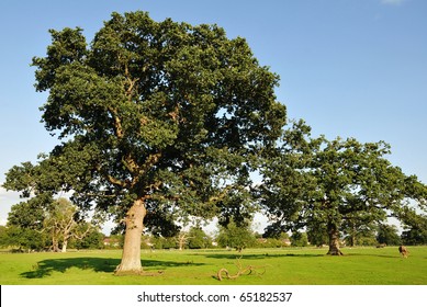 13,958 Oak tree row Images, Stock Photos & Vectors | Shutterstock