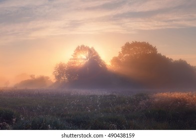 Oak trees on meadow in foggy autumn morning - Powered by Shutterstock