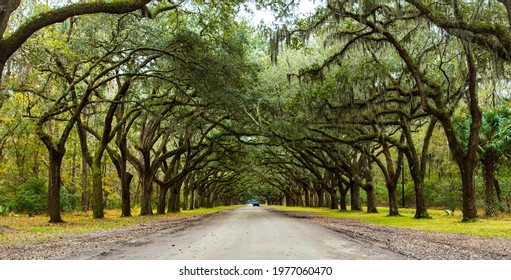 Oak Trees At Savanna GA, A Must Visit Place At Savanna 