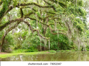 oak trees and spanish moss over a pond