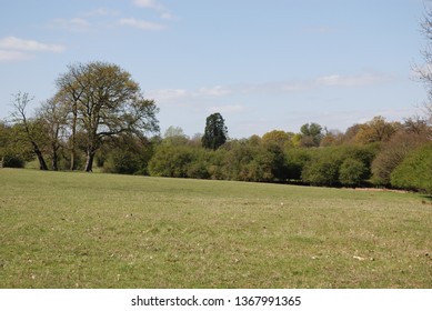 Oak Trees in Spring