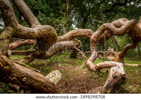 Oak trees that look like something from a fairy tale, twisted oak trunks with a nice green background, sun touches in several places in the picture, Mystery and exciting atmosphere.