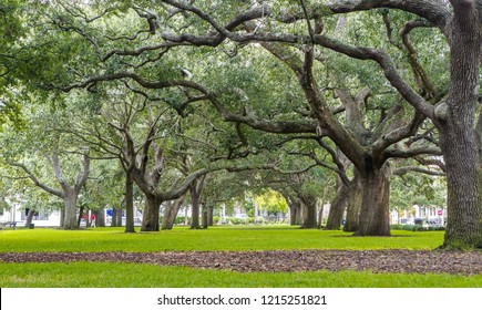 Oak Trees in White Point Garden in Charleston, SC