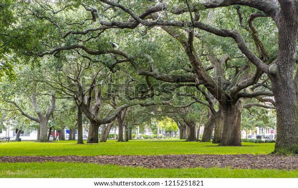 Oak Trees White Point Garden Charleston Stock Photo Edit Now