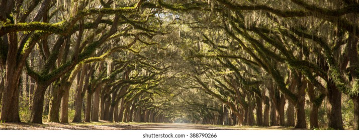Oak trees/Stand in a Line/A long line of large oak trees with Spanish moss line a dirt road on a sunny day in Georgia. 