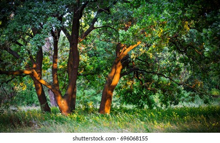 Oak Tress On Summer Meadow