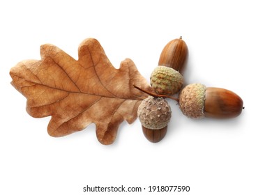 Oak twig with acorns and leaf on white background, top view
