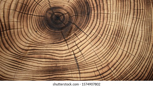 oak wood rings texture image