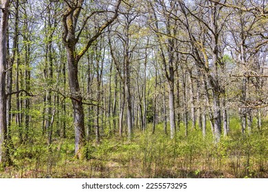 Oak woodland with budding trees - Shutterstock ID 2255573295