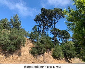 Oakland Hills California Trees And Rocks