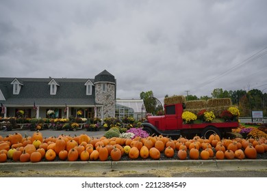 Oakland, Michigan - Oct.  2022: View Of Mums And Pumpkins                             