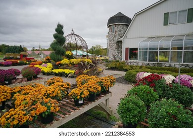 Oakland, Michigan - Oct.  2022: View Of Mums And Pumpkins                             