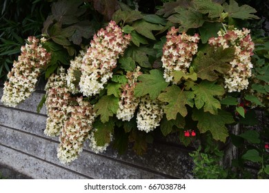 Oakleaf Hydrangea