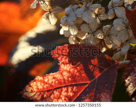 Similar – Sonnenlicht, das durch einen Baum am Meer scheint.