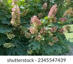 Oakleaf Hydrangea, a deciduous shrub with large showy flowers in mid summer.
