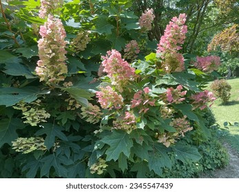 Oakleaf Hydrangea, a deciduous shrub with large showy flowers in mid summer.