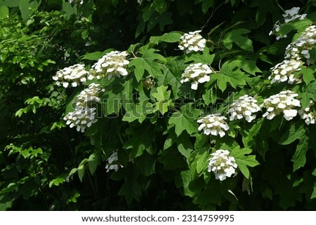 Oakleaf hydrangea ( Hydrangea guercifolia ) flowers. Hydrangeaceae deciduous plants. White flowers bloom in a pyramid shape around June.