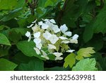 Oakleaf hydrangea (lat. - Hydrangea quercifolia)