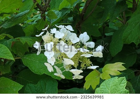 Oakleaf hydrangea (lat. - Hydrangea quercifolia)