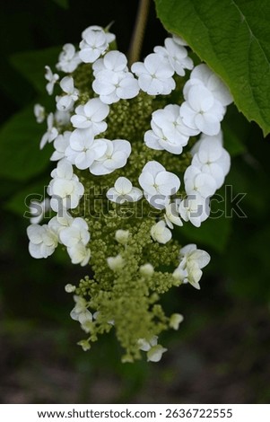 Oakleaf hydrangea ( Hydrangea quercifolia ) flowers. Hydrangeaceae drciduous shrub. White flowers bloom in pyramids in early summer. The leaves are incised and turn red in autumn.